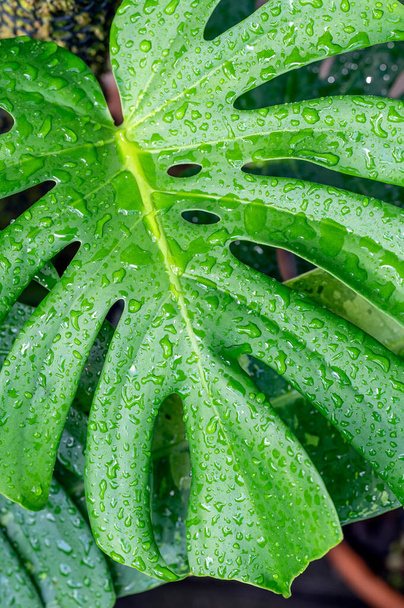 Monstera deliciosa leaf after rain. Monstera plants are aroids and like to climb - Photo, Image