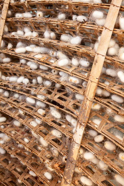 A selyemhernyó-tenyésztés gubók keret - Fotó, kép