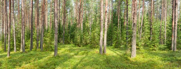 Summer forest panorama - Photo, Image