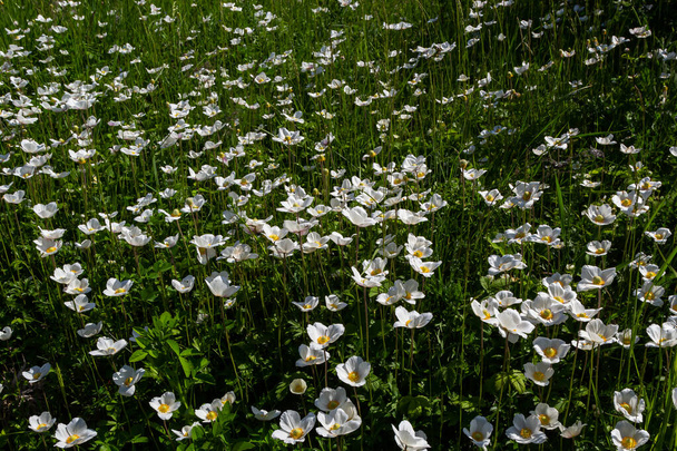 Białe wiosenne kwiaty w zielonym trawniku. Białe kwiaty anemona. Sylwester amonowy, anemon śnieżny, wiatrówka. - Zdjęcie, obraz