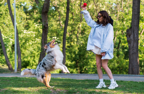 Young woman playing with her aussie shepherd dog in green park. Active lifestyle for an australian collie, playing fetch on the lawn - Foto, Imagem