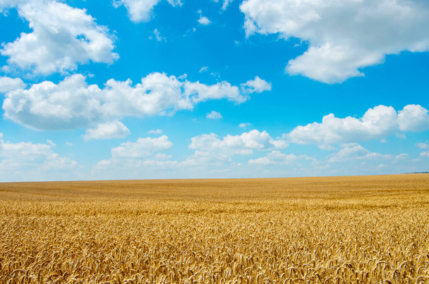 Wheat field and blue sky with clouds - Photo, image