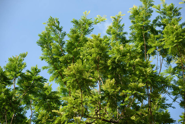 Beautiful green leaves of plants named "Peltophorum pterocarpum" growth in botanical garden , blue sky background.Tropical botanical trees. Selective focus. - Foto, Bild