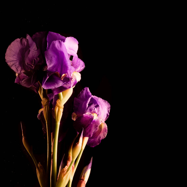 Reflecties van paarse en paarse iris bloemen en stengels op een zwarte achtergrond. - Foto, afbeelding