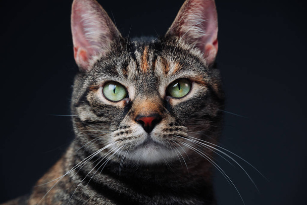 Portrait of a tabby cat with mesmerizing green eyes. High quality photo - Photo, Image