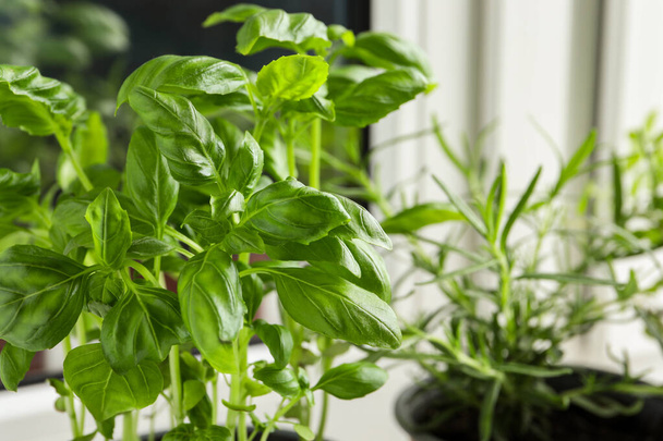 Aromatic potted basil and rosemary on windowsill indoors, closeup - Fotografie, Obrázek