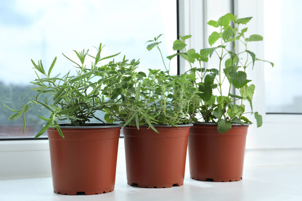 Different fresh potted herbs on windowsill indoors - Фото, изображение