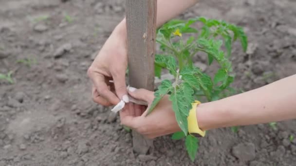 Hands of gardener tied up blooming tomato in the garden close-up. Farmer woman takes care of tomatoes in a greenhouse. A girl hand ties green herbs sprout to wooden support devices in a glasshouse. 4K - Footage, Video