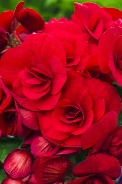 begonia červené květiny - Fotografie, Obrázek