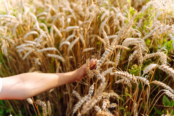 Childs käsi koskettaa korvat maissi vehnäpellolla. - Valokuva, kuva