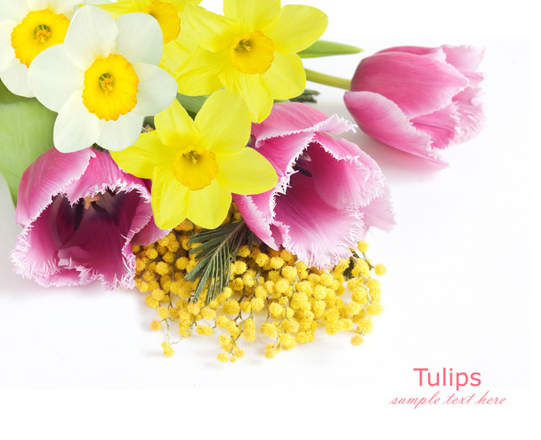 Мімоза, tulip і Нарцис квіти на білому тлі з зразок тексту - Фото, зображення