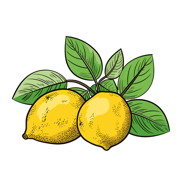 Lemon. Lemon hand-drawn illustration. Vector doodle style cartoon illustration - Vettoriali, immagini