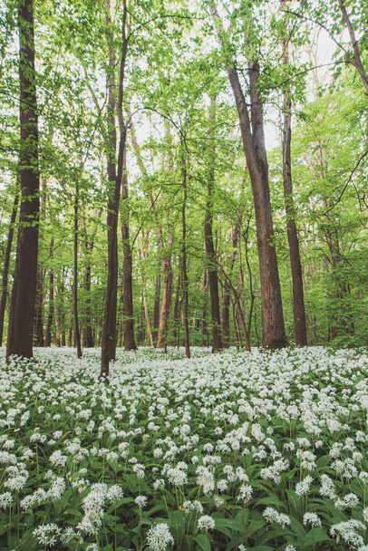 Erdő virágzó fehér medve fokhagyma, Allium ursinum, a tavaszi hónapokban. A fehér virágok természetfeletti minőséget adnak az erdőnek.. - Fotó, kép