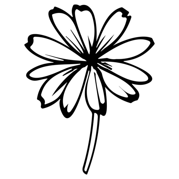 Chamomile line art vector illustration set isolated on white. Flower black ink sketch. Modern minimalist hand drawn design. - ベクター画像
