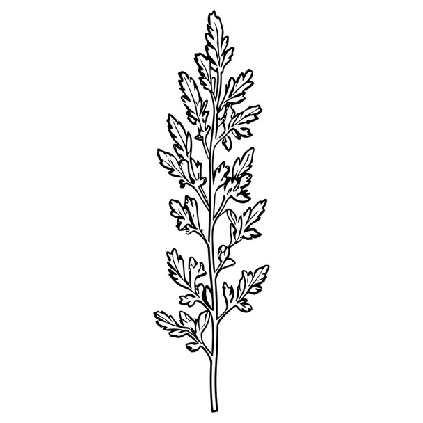 Meadow Herbs line art vector illustration set isolated on white. Flower black ink sketch. Modern minimalist hand drawn design. - Vektor, Bild