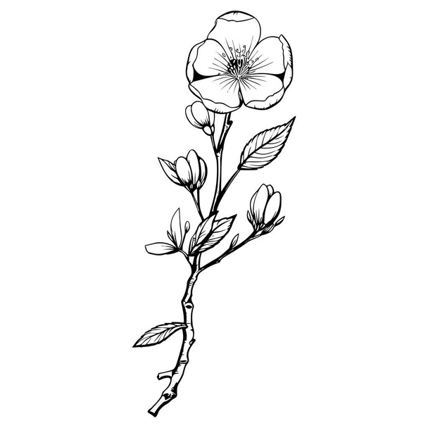 Ανθός κερασιάς, βοτανική τέχνη. Αμύγδαλο άνοιξη, sakura, κλαδί μηλιάς, χέρι doodle εικονογράφηση φορέα. Χαριτωμένο μαύρο μελάνι τέχνης, απομονώνονται σε λευκό φόντο. Ρεαλιστικό σχέδιο λουλουδιών. - Διάνυσμα, εικόνα