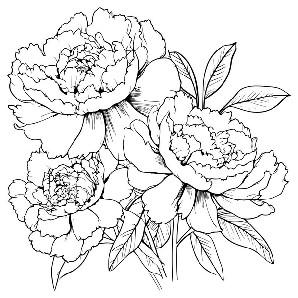 Peonies line art vector illustration set isolated on white. Flower black ink sketch. Modern minimalist hand drawn design. - Vector, afbeelding