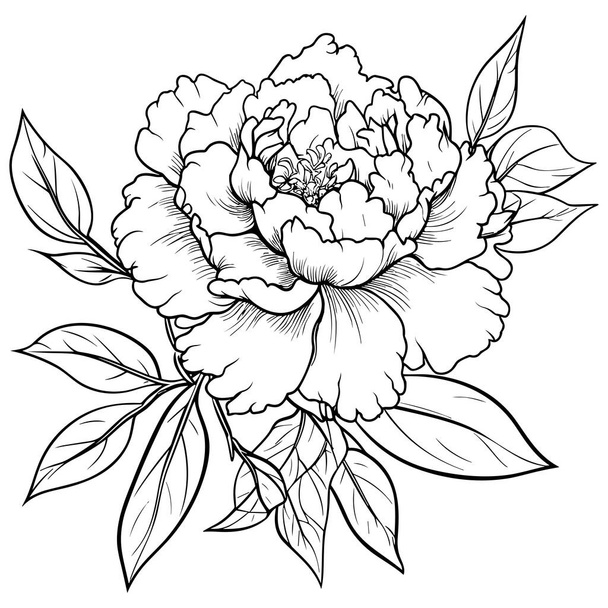 Peonies line art vector illustration set isolated on white. Flower black ink sketch. Modern minimalist hand drawn design. - Vector, Image