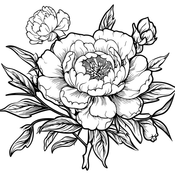 Peonies line art vector illustration set isolated on white. Flower black ink sketch. Modern minimalist hand drawn design. - Вектор,изображение
