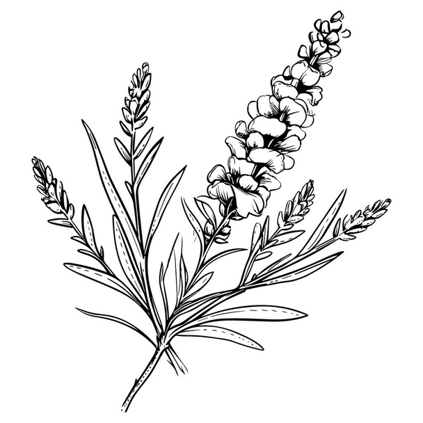 Lavender line art vector illustration set isolated on white. Flower black ink sketch. Modern minimalist hand drawn design. - Vector, imagen