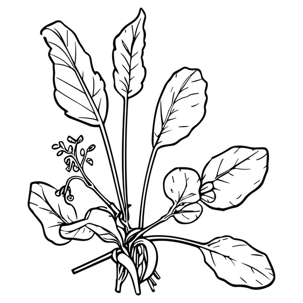 Meadow Herbs line art vector illustration set isolated on white. Flower black ink sketch. Modern minimalist hand drawn design. - Vector, Image