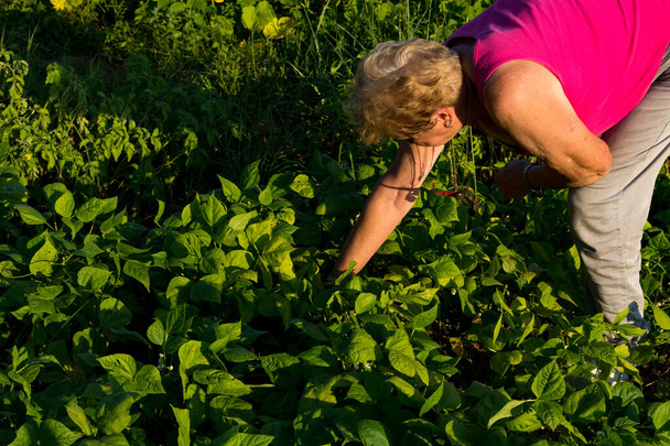 Woman removes weeds around young bean plants in her garden on a sunny summer day in a rural setting. Bathed in golden sunlight, emphasizing agricultural concept - Foto, Imagen