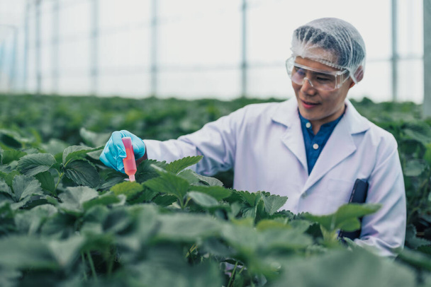 Microbiology scientist drop pure concentration nutritional supplement solution to accelerated the growth of roots, leaves, colors, absorption of greenhouse plants. Efficient and modern farming ways. - 写真・画像