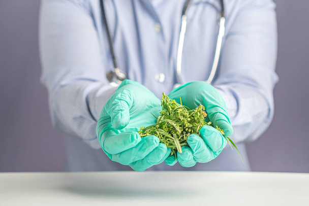 Close-up of cannabis leaves and buds flower on the palm doctor or scientist for research in the laboratory. Marijuana for medical and business concept. - Foto, afbeelding