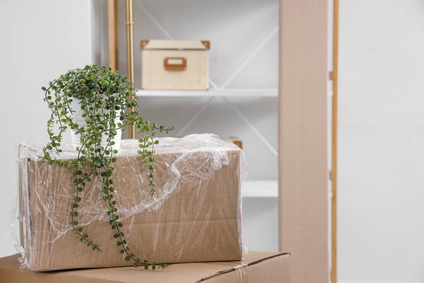 Boîte en carton enveloppée avec plante d'intérieur dans la chambre le jour du déménagement - Photo, image