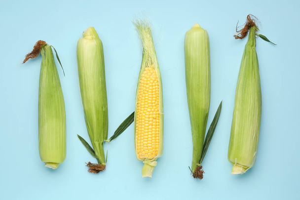 mazorcas de maíz fresco sobre fondo azul - Foto, Imagen