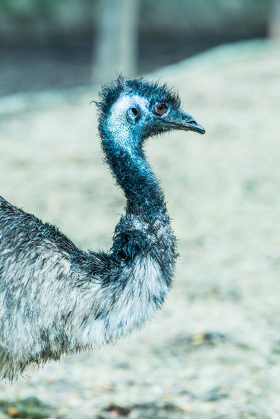 Emu bird in Thai, Thailand. - Фото, изображение