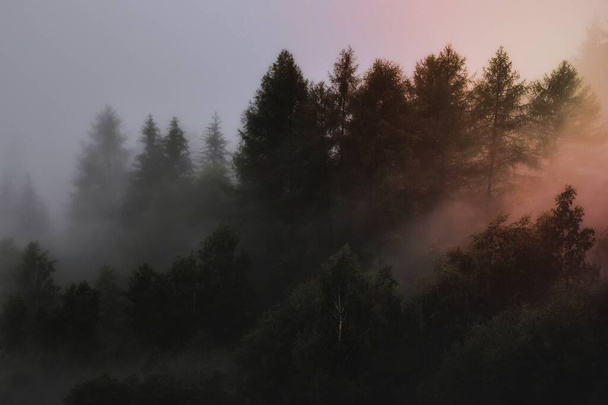 Pijnboombos in de mist - Foto, afbeelding