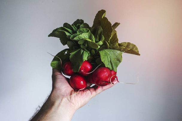 Hand holding fresh radishes - Zdjęcie, obraz