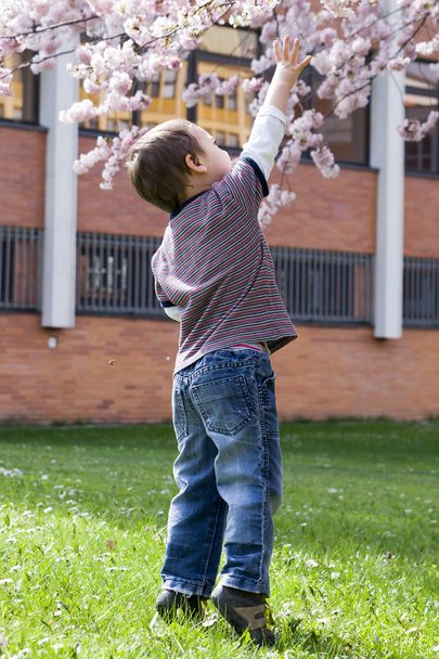 Niño bajo cerezo en primavera
 - Foto, imagen