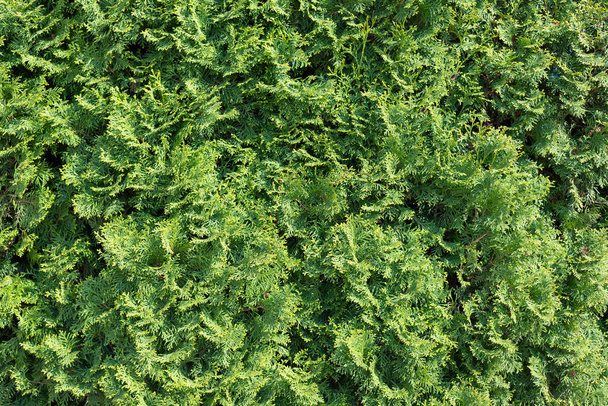 Green thuja hedgerow close up photo. Thuja background wallpaper texture. Closeup of green leaves of Thuja trees. Evergreen coniferous tree. Green plant wall background, close-up. - Photo, image