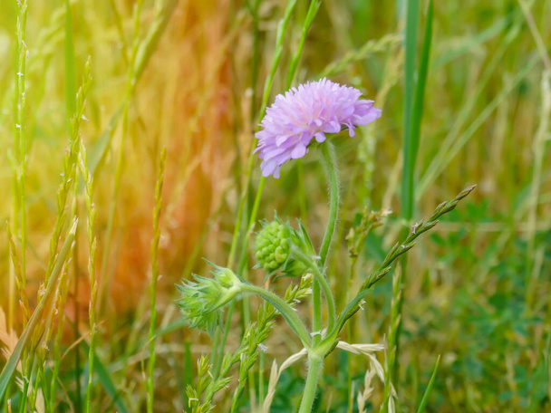 Close-up of a pink colored field scabious Knautia arvensis blooming on a green meadow. - Photo, Image