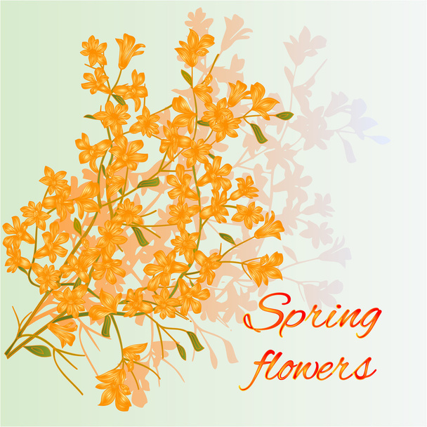 Forsythia spring flowers vector - Vector, Image
