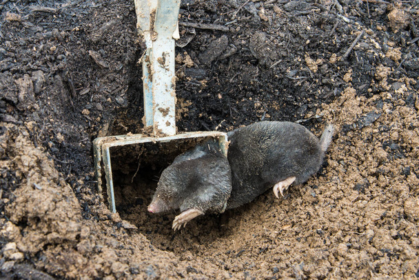 Mole trapped in front of the tunnel inside iron trap - Photo, Image
