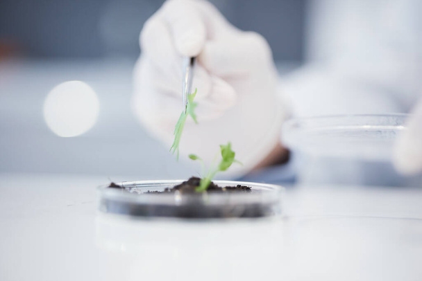 Növénytudomány, kutatás és közelkép kezek elemzésre, vagy levél a növekedés vizsgálatára. Innováció, orvostudomány és egy tudós, aki egy laboratóriumban ellenőrzi az ökológia terén elért haladást a fenntarthatóság érdekében. - Fotó, kép