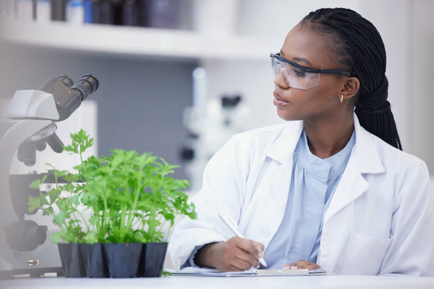 Plants, scientist or black woman writing for research, cannabis inspection or sustainability innovation. African person in science laboratory for leaf growth notes, weed info or floral agro analysis. - Photo, Image