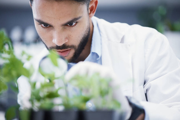 Plants, magnifying glass and scientist man in laboratory solution, growth check and analysis for medical research. Young science person and focus on weed, leaves and health medicine and investigation. - 写真・画像