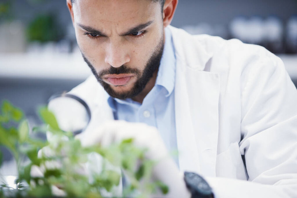 ラボソリューションの雑草、虫眼鏡と科学者の男、医療研究のための成長チェックと分析。若い科学者と植物、葉と健康医学と調査に焦点を当てる. - 写真・画像