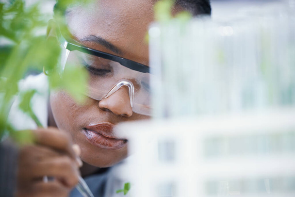 Research, black woman or scientist with leaf sample for analysis, sustainability or plants growth innovation. Science, studying biotechnology or ecology expert in a laboratory for agro development. - Zdjęcie, obraz