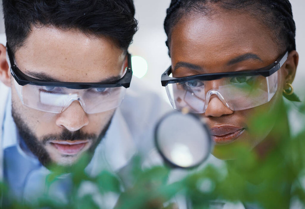Plants, collaboration or scientists with magnifying glass for growth or medicine research in laboratory. Leaf data, attention or science team with magnifier for agriculture development or studying. - Photo, Image