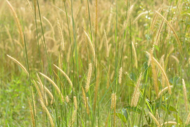 thatch grass (Pennisetum), tall-stemmed with yellow flowers, grows abundantly and abundantly - Photo, Image