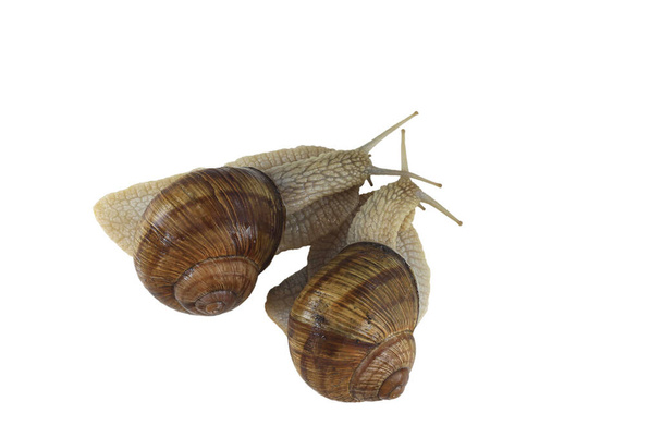 Hermosos caracoles aislados sobre fondo blanco como símbolo de velocidad lenta de caracol o vida de caracol en concha o independencia de caracol - Foto, Imagen