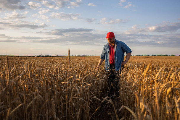 Farmer in wheat fields. Growth, outdoor. - Photo, image