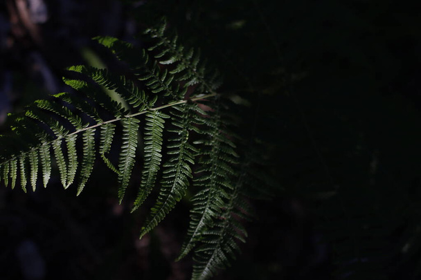 βλάστηση στο δάσος - Φωτογραφία, εικόνα