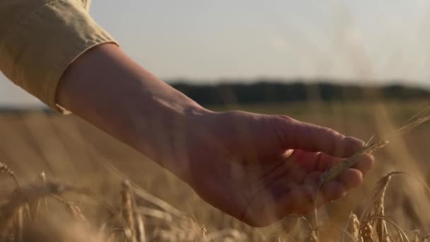 nainen viljelijä paidassa koskettaa spikelets vehnäpellolla, lähikuva - Materiaali, video