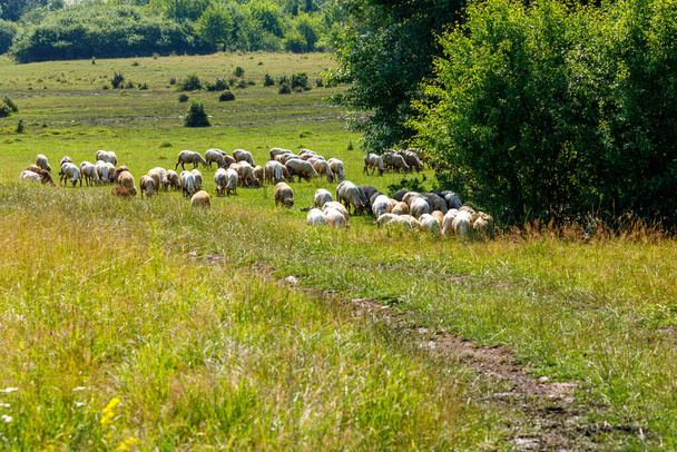 Stádo zvířat v krajině Viscri - Fotografie, Obrázek